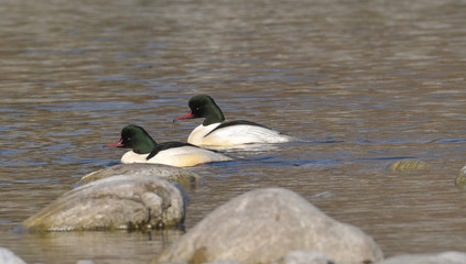 Due maschi di smergo maggiore nuotano sul fiume