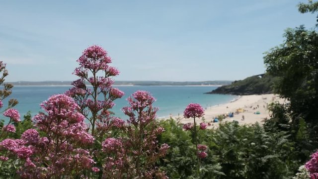 views over wild flowers at the coast of St. Ives, Cornwall, England on a hot sunny bright June day.