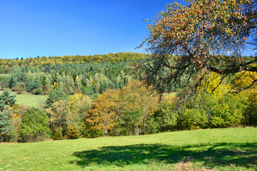 Old apple tree in  grassland under sunny blue sky in autumn, Low Beskids (Beskid Niski), Poland