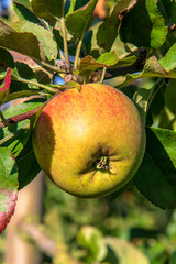Pommes Jubilé sur leur arbre