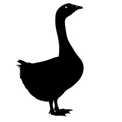 Silhouette bird goose on a white background