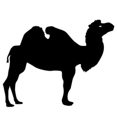 Silhouette of the camel on a white background