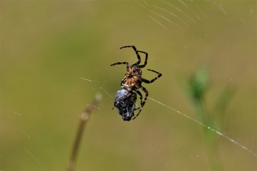 Fliege im Bann der Spinne