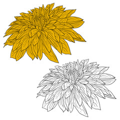 Beautiful monochrome and color sketch, dahlia flower on a white background