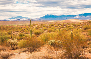 Fototapeta na wymiar Landscape photography of the peacefulness of the Sonoran desert near Phoenix, Az along with cactus and bright clean air