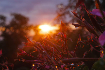 geranien im morgenlicht 1