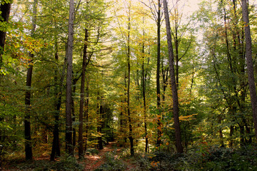 Fototapeta na wymiar Herbstwald