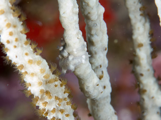 fondo marino con corales y macro