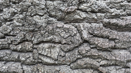 Texture of wooden surface - can be used as background