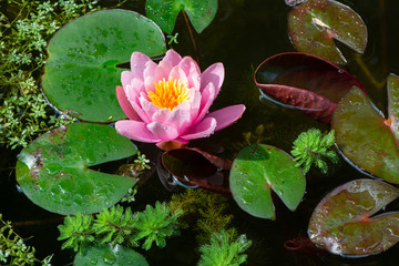 Water lilly and other aquatic plants in a pond