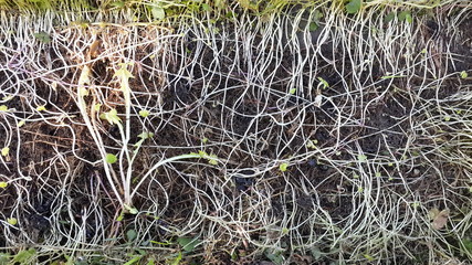 texture white roots of grass and tender sprout dandelion with green leaves