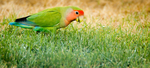 Wild Parrots or Peach faced Love birds are a frequent sight in the yards of Phoenix, Arizona residents. Personally owned pets escaped mated and now we have several wild parrots to view. they are prett