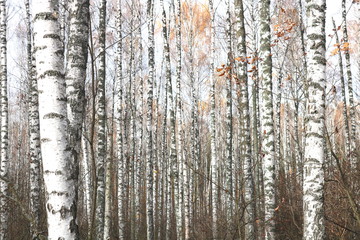 Fototapeta premium beautiful scene with birches in yellow autumn birch forest in october among other birches in birch grove