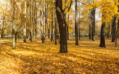 Obraz premium Autumn nature in the park, trees in golden foliage, the sun is shining, autumn, outdoor