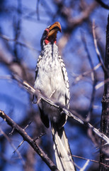 Southern Yellowbilled Hornbill (Tockus flavirostris), Central Kalahari Game Reserve, Ghanzi, Botswana, Africa

