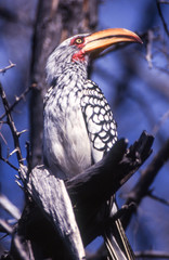 Southern Yellowbilled Hornbill (Tockus flavirostris), Central Kalahari Game Reserve, Ghanzi, Botswana, Africa
