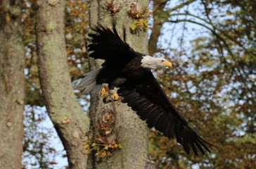 aigle pêcheur