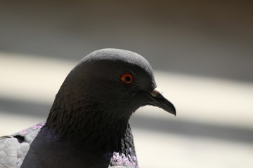 loving bird- Pigeon