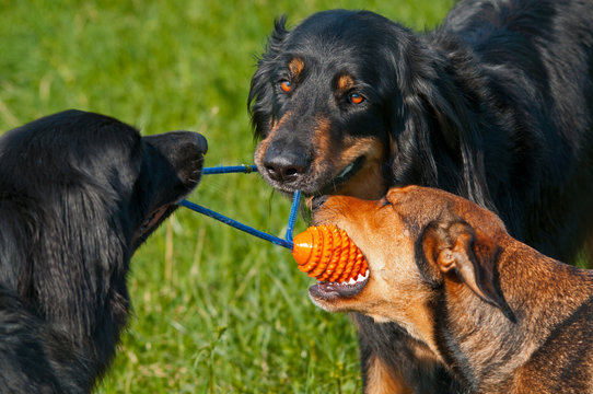 Three Dogs playing with an orange ball