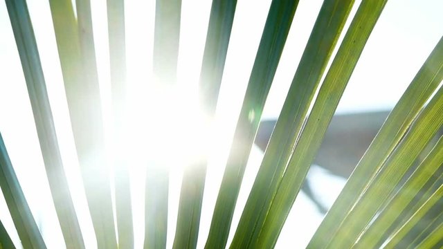 Sunlight shimmers through the palm branch slow motion, relax on the sea camera movement