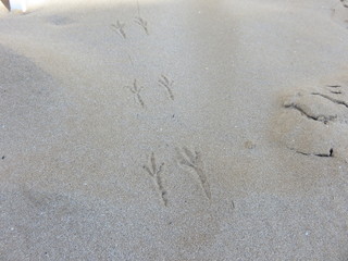 Fototapeta na wymiar Impronte sulla sabbia