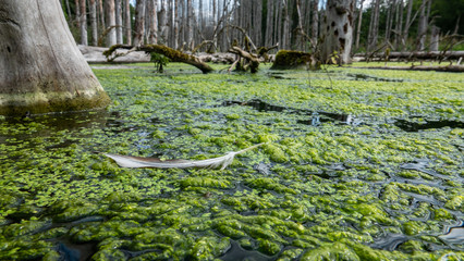Bibergebiet mit Waldsee in Marthalen, Schweiz