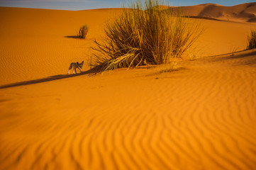 Fennec Fox , Sahara Desert, Merzouga, Morocco