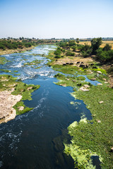 river delta with a herd of buffalos