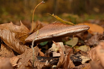 Mushroom among dry leaves.