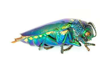 buprestis beetle