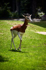 Grazile langbeinige federnde Gazelle 