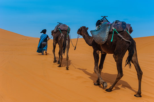 Camel caravan in Erg Chebbi Desert, Sahara Desert near Merzouga, Morocco