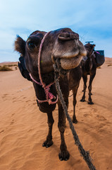 Naklejka premium Portrait of camel in Erg Chebbi Desert, Sahara Desert near Merzouga, Morocco