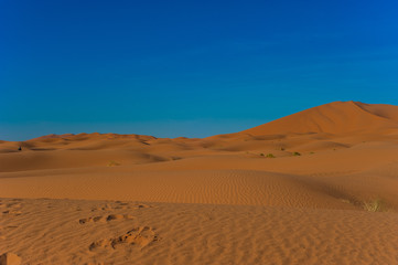 Fototapeta na wymiar Camel caravan in Erg Chebbi Desert, Sahara Desert near Merzouga, Morocco