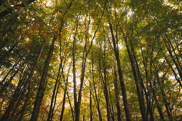 Autumn Trees and leaves