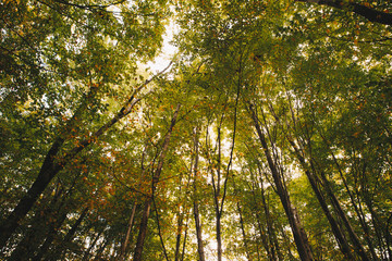 Fototapeta premium Autumn Trees and Leaves