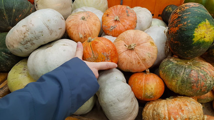 Many large orange pumpkins lie in the straw. Autumn street decoration. Autumn harvest of pumpkins...