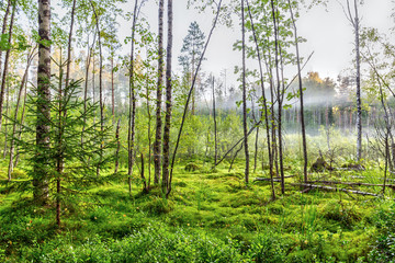 early summer morning