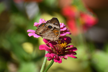 Buckeye