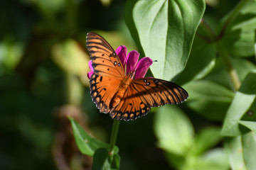 Gulf fritillary wing