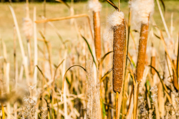Wild grass cane on lake / Reeds in lake near shore in sunny windy day