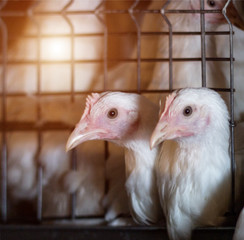 Two young broiler chicks are sitting in an aviary at a poultry farm, close-up, chickling