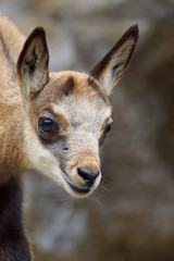 Portrait einer Gämse