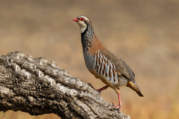 perdiz roja hembra