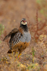 red partridge (Alectoris rufa)
