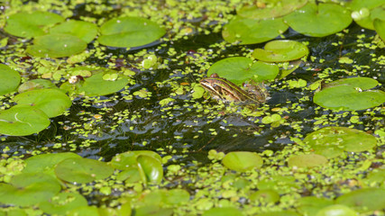 Rana immersa nello stagno nell'acqua verde