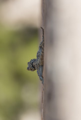 Urfa, Turkey - few chilometers distant from the Syrian border, Urfa is a multiethnic city, and home also of a variety of wildlife that includes many snakes and lizards