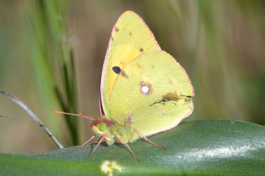 mariposa amarilla