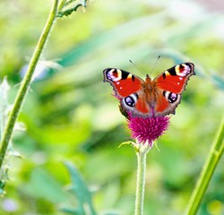 Summer, Flowers, Butterflies - Peacock butterfly on a purple thistle - Tagpfauenauge auf einer lilafarbenen Distel - Schmetterling