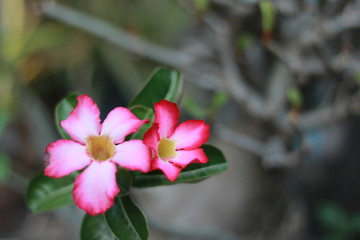 Adenium./is a genus of flowering plants in the Apocynum family, Apocynaceae, first described as a genus in 1819. It is native to Africa and the Arabian Peninsula.